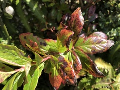 Vaccinium calycinum