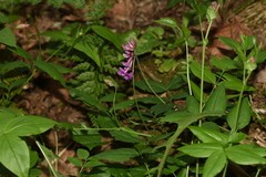 Lathyrus venetus