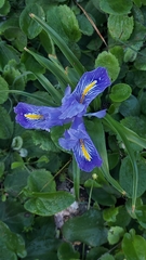 Iris planifolia