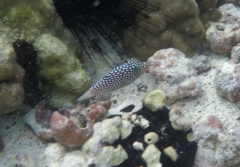 Canthigaster jactator