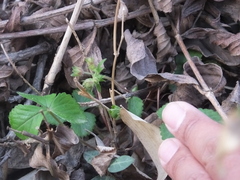 Potentilla freyniana