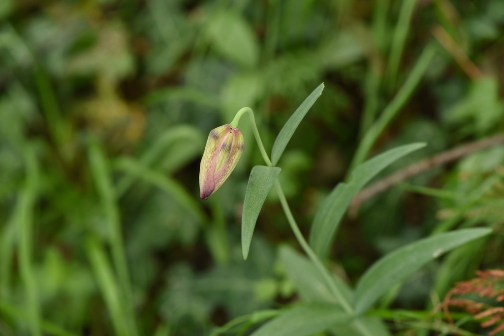 Fritillaria ionica