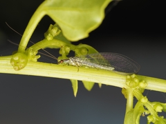Pseudomallada subcostalis