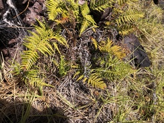 Pityrogramma austroamericana