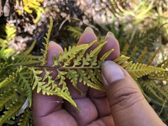 Pityrogramma austroamericana