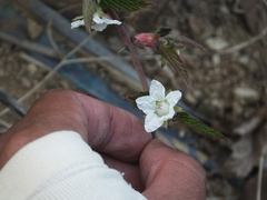 Rubus corchorifolius