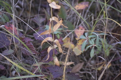 Gentiana rubricaulis