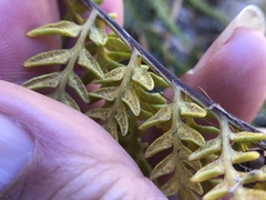 Pityrogramma austroamericana