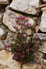 Centranthus macrosiphon