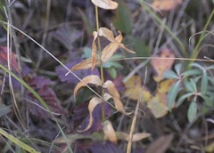 Gentiana rubricaulis