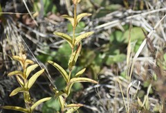 Gentiana rubricaulis