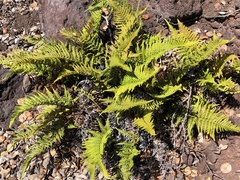 Pityrogramma austroamericana