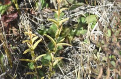 Gentiana rubricaulis