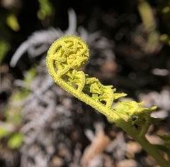 Pityrogramma austroamericana