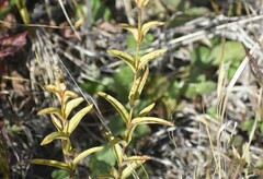Gentiana rubricaulis