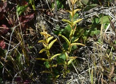 Gentiana rubricaulis