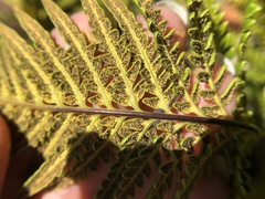 Pityrogramma austroamericana