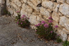 Centranthus macrosiphon