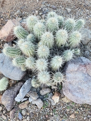 Echinocereus engelmannii fasciculatus
