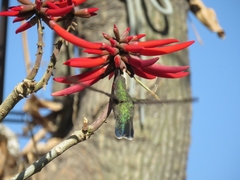 Cynanthus latirostris