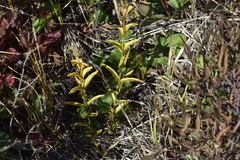 Gentiana rubricaulis