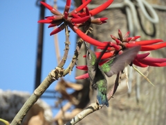 Cynanthus latirostris