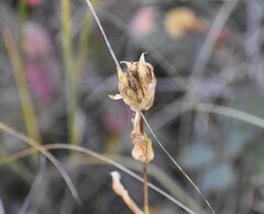 Gentiana rubricaulis