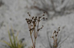 Juncus alpinoarticulatus