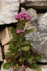 Centranthus macrosiphon