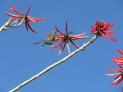 Cynanthus latirostris