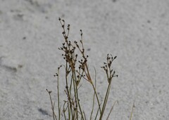 Juncus alpinoarticulatus