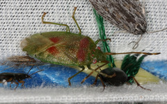 Eupolemus virescens