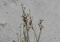 Juncus alpinoarticulatus