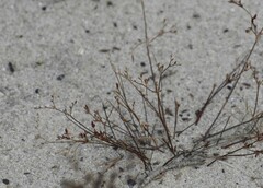 Juncus bufonius