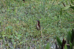 Butorides virescens image