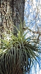 Tillandsia fasciculata