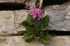Centranthus macrosiphon