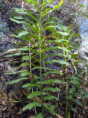 Acrostichum danaeifolium