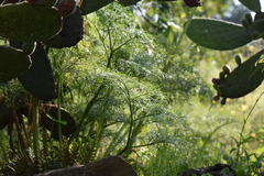 Arracacia tolucensis
