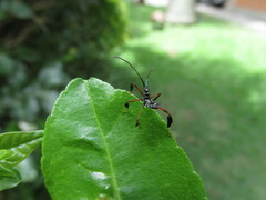 Acanthocephalini