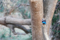 Halcyon leucocephala