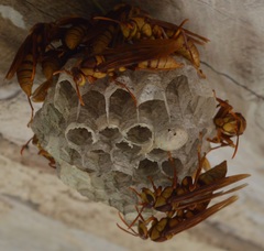 Polistes carnifex