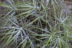 Tillandsia schiedeana