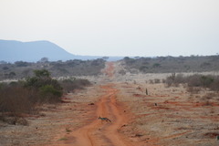 Lupulella mesomelas schmidti