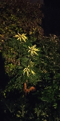 Berberis × hortensis