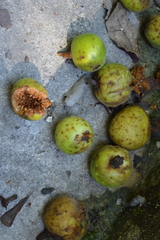 Ficus cotinifolia