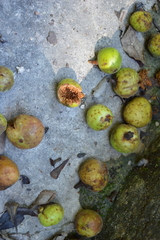 Ficus cotinifolia
