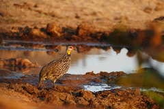 Pternistis leucoscepus