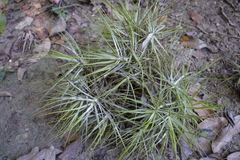Tillandsia schiedeana