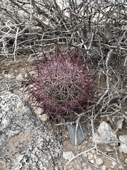 Echinomastus johnsonii